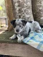 Dean, a male Australian Cattle Dog for sale in Tampa, FL – Photo 4 of 6