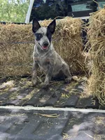 Bronc , a male Australian Cattle Dog for sale in Tampa, FL – 4 of 4