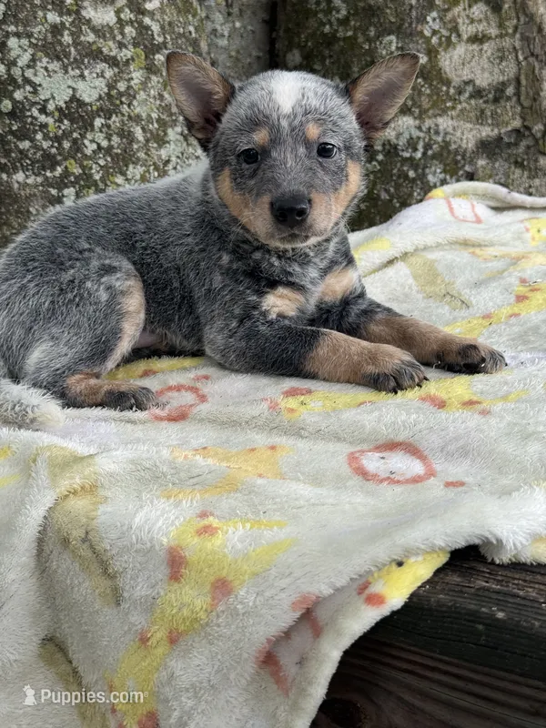 Foxy  – Australian Cattle Dog puppy for sale in Tampa, FL