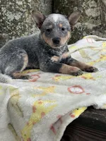 Foxy , a female Australian Cattle Dog for sale in Tampa, FL – 1 of 3