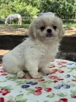 Teddy , a male Pekingese for sale in Tampa, FL – 5 of 8