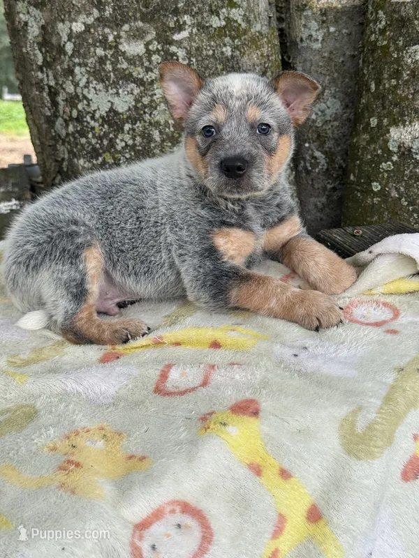 Dean – Australian Cattle Dog puppy for sale in Tampa, FL