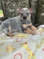 Dean, a male Australian Cattle Dog for sale in Tampa, FL – 4 of 4