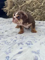Kisses , a female English Bulldog for sale in Tampa, FL – 7 of 8