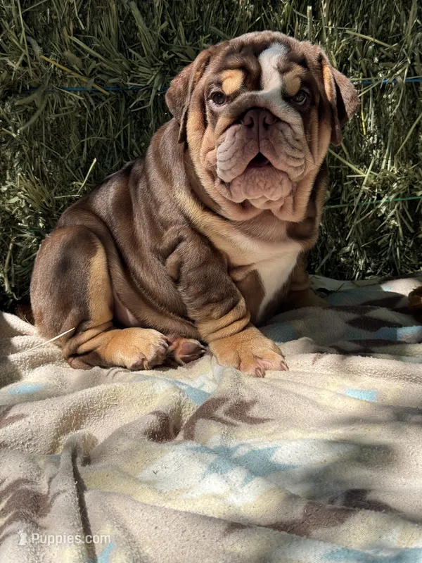 Kisses  – English Bulldog puppy for sale in Tampa, FL