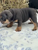 Emma, a female English Bulldog for sale in Tampa, FL – 2 of 6