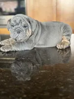 Benny, a male English Bulldog for sale in Tampa, FL – 3 of 5