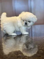 processed/3395ca40-73e7-489a-9325-ef2fa1de27b8/listing/f7c37523-d8a9-4139-972c-60779fede92d/09ae8614-59d8-435e-99a9-8ef98da07db8