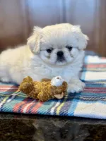 processed/3395ca40-73e7-489a-9325-ef2fa1de27b8/listing/f7c37523-d8a9-4139-972c-60779fede92d/5e849db6-f490-462c-b885-3b1363d56504