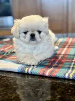 processed/3395ca40-73e7-489a-9325-ef2fa1de27b8/listing/f7c37523-d8a9-4139-972c-60779fede92d/f55b0c32-6e68-41f9-8485-b4d8159b76fc