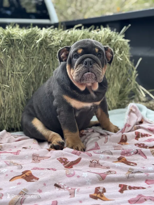 Emma – English Bulldog puppy for sale in Tampa, FL