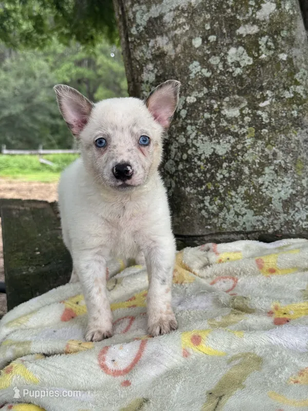 Bear  – Australian Cattle Dog puppy for sale in Tampa, FL