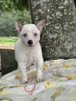 Bear , a male Australian Cattle Dog for sale in Tampa, FL – 1 of 4