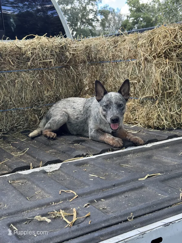 Clint  – Australian Cattle Dog puppy for sale in Tampa, FL
