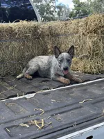 Clint , a male Australian Cattle Dog for sale in Tampa, FL – 1 of 5