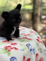 Bear, a male Chihuahua for sale in Tampa, FL – 4 of 6
