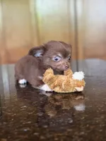 Hershey , a male Chihuahua for sale in Tampa, FL – 8 of 8