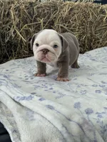 Cillian , a male English Bulldog for sale in Tampa, FL – 5 of 7