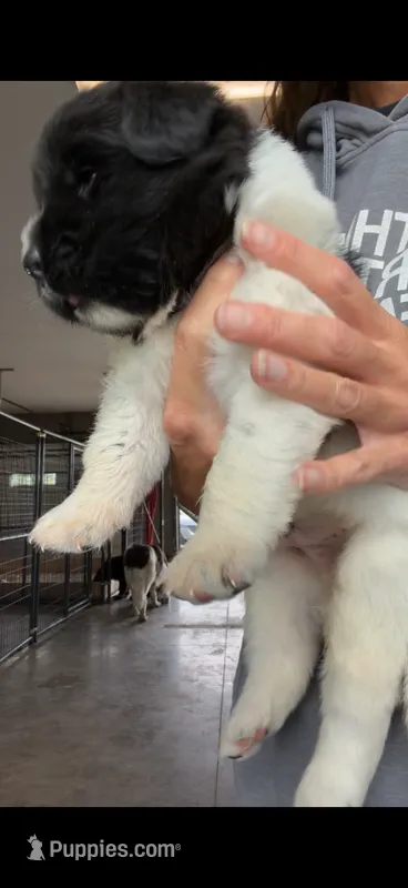 Mickey – Newfoundland puppy for sale in Fairfield, IA