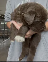 Antonio, a male Newfoundland for sale in Fairfield, IA – 6 of 10