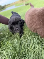 Rosie, a female Newfoundland for sale in Fairfield, IA – 3 of 9
