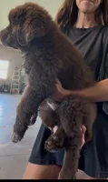 Gina , a female Newfoundland for sale in Fairfield, IA – 3 of 10