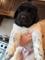 Minnie, a female Newfoundland for sale in Fairfield, IA – 5 of 8