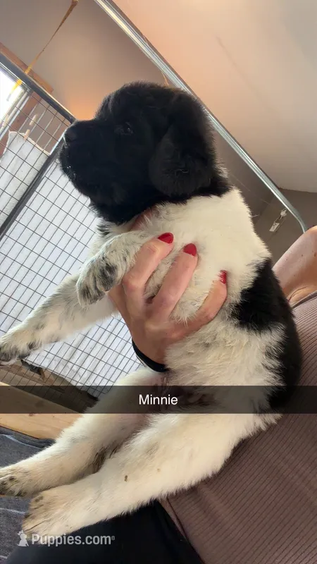 Minnie – Newfoundland puppy for sale in Fairfield, IA
