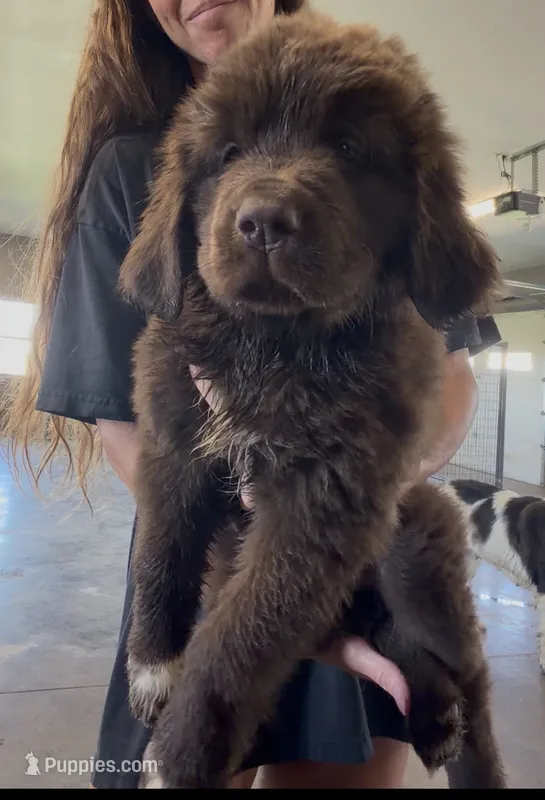 Gina  – Newfoundland puppy for sale in Fairfield, IA