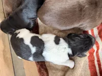 Minnie, a female Newfoundland for sale in Fairfield, IA – 2 of 5