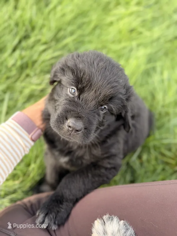 Rosie – Newfoundland puppy for sale in Fairfield, IA