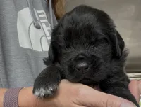Rosie, a female Newfoundland for sale in Fairfield, IA – 8 of 9