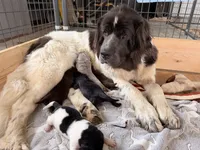 Minnie, a female Newfoundland for sale in Fairfield, IA – 5 of 5