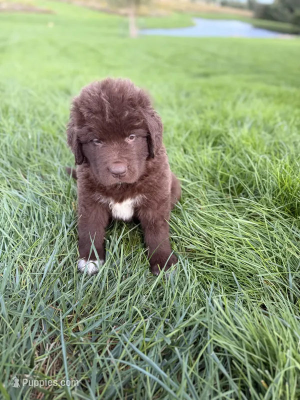 Gina  – Newfoundland puppy for sale in Fairfield, IA