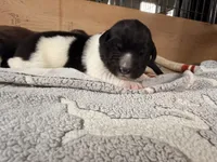 Mickey, a male Newfoundland for sale in Fairfield, IA – 1 of 4