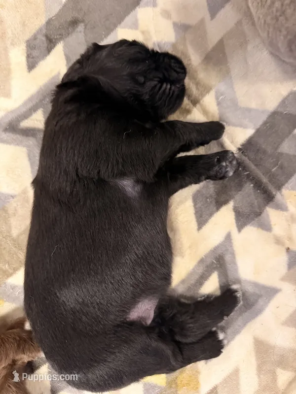 Rosie – Newfoundland puppy for sale in Fairfield, IA