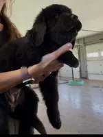 Rosie, a female Newfoundland for sale in Fairfield, IA – 2 of 9