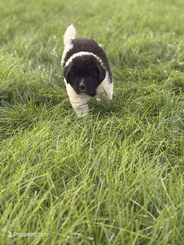 Mickey – Newfoundland puppy for sale in Fairfield, IA