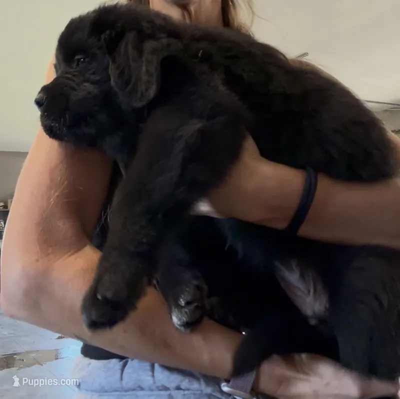Rosie – Newfoundland puppy for sale in Fairfield, IA