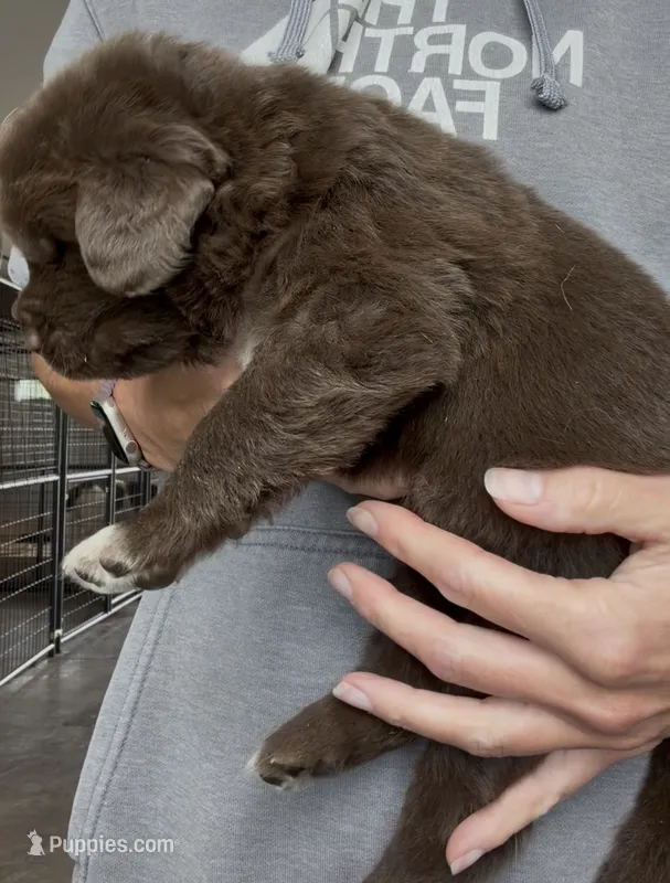 Antonio – Newfoundland puppy for sale in Fairfield, IA