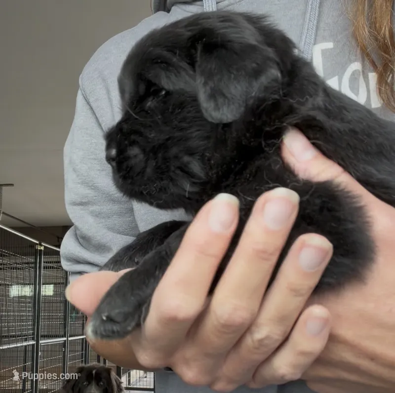 Rosie – Newfoundland puppy for sale in Fairfield, IA