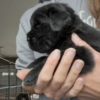Rosie, a female Newfoundland for sale in Fairfield, IA – 6 of 9