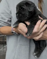 Rosie, a female Newfoundland for sale in Fairfield, IA – 4 of 9