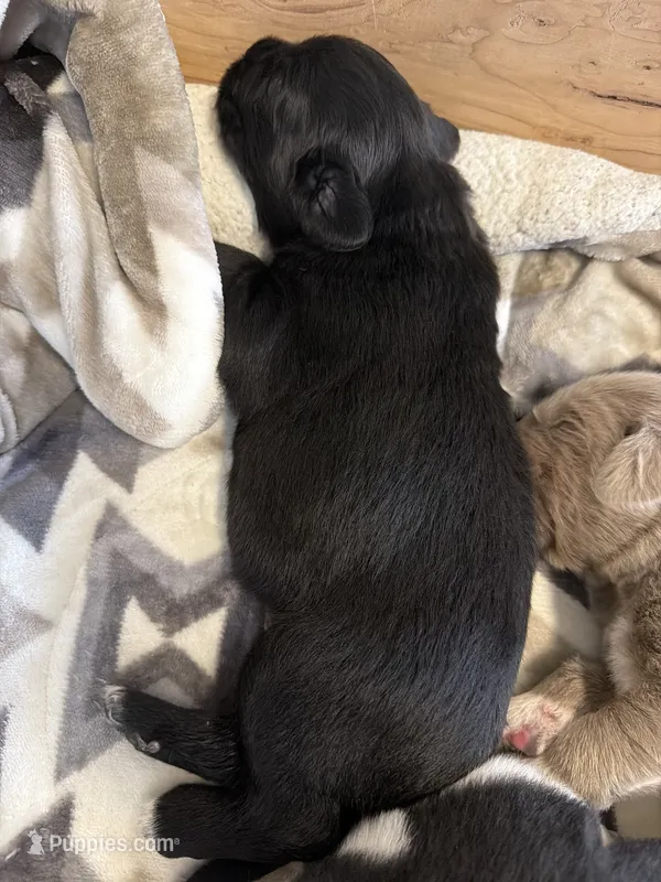 Rosie – Newfoundland puppy for sale in Fairfield, IA