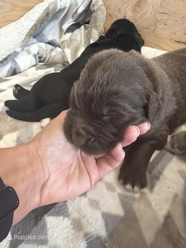 Antonio – Newfoundland puppy for sale in Fairfield, IA