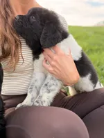 Minnie, a female Newfoundland for sale in Fairfield, IA – 2 of 8
