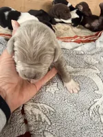 Vinnie, a male Newfoundland for sale in Fairfield, IA – 3 of 6