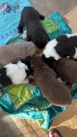 Gina , a female Newfoundland for sale in Fairfield, IA – 7 of 10