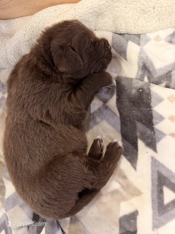 Antonio – Newfoundland puppy for sale in Fairfield, IA