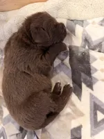 Antonio, a male Newfoundland for sale in Fairfield, IA – 7 of 10